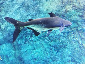 Fish swimming in sea