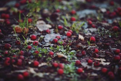 Close-up of plant growing on field