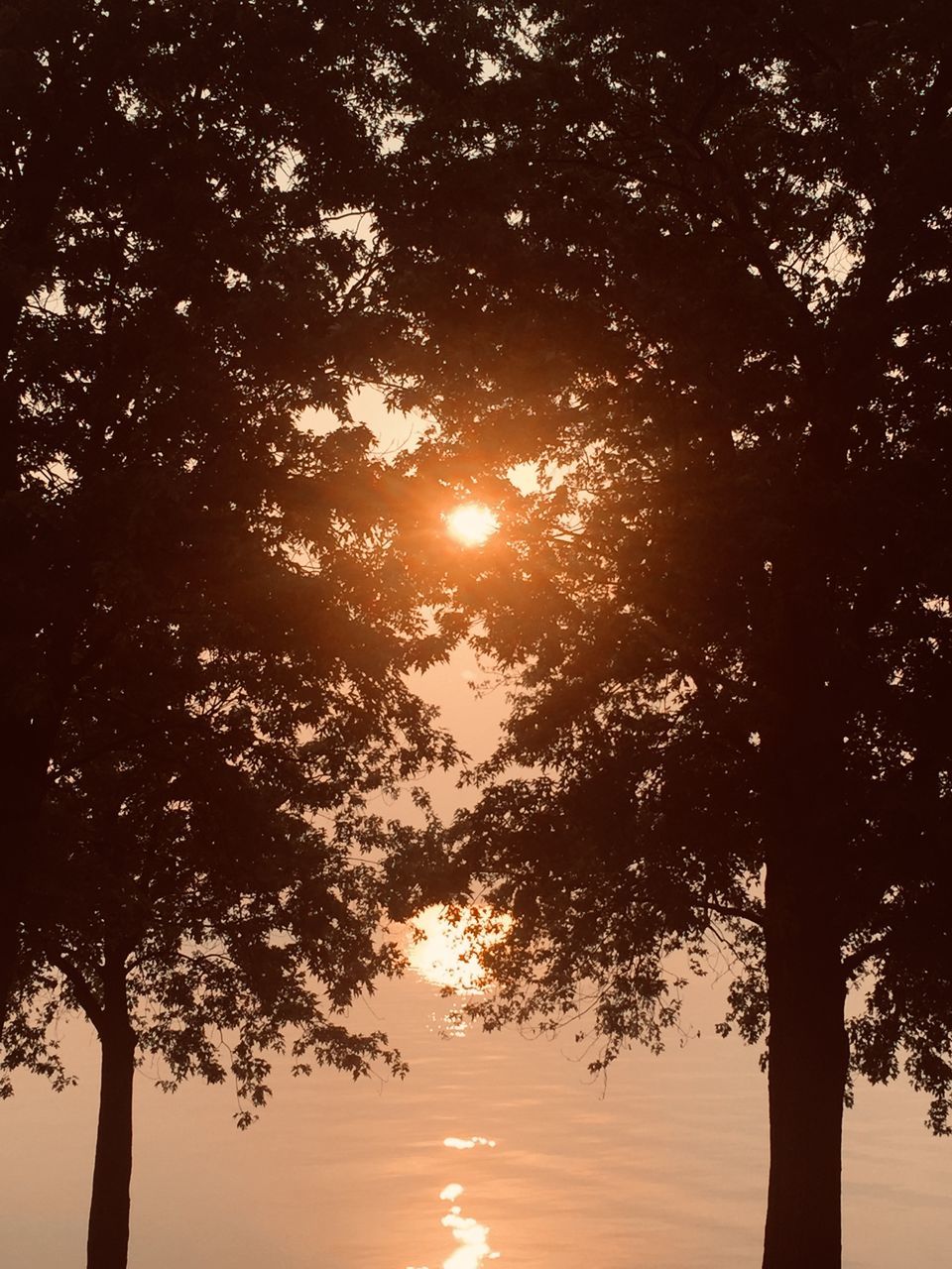 tree, plant, sunset, sky, beauty in nature, nature, sun, tranquility, sunlight, scenics - nature, silhouette, environment, landscape, branch, tranquil scene, land, no people, water, idyllic, outdoors, back lit, cloud, orange color, light, sunbeam, reflection, tree trunk, trunk, non-urban scene, evening, travel, travel destinations, summer, forest, growth, leaf, rural scene, dawn