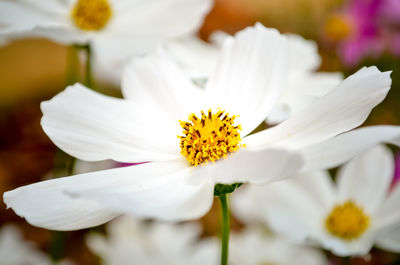 Close-up of flower