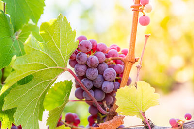 Close-up of grapes growing on tree