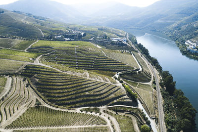 Douro vineyards from aerial view