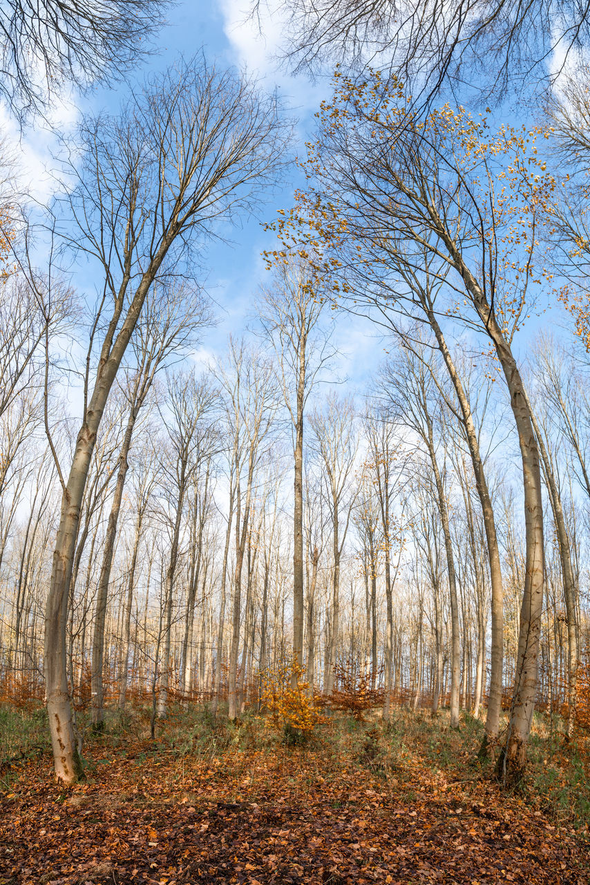 tree, plant, land, sky, nature, tranquility, autumn, beauty in nature, leaf, woodland, forest, branch, no people, scenics - nature, tranquil scene, landscape, bare tree, environment, non-urban scene, sunlight, natural environment, grass, day, tree trunk, trunk, growth, outdoors, cloud, idyllic, winter