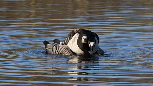 Duck swimming in lake