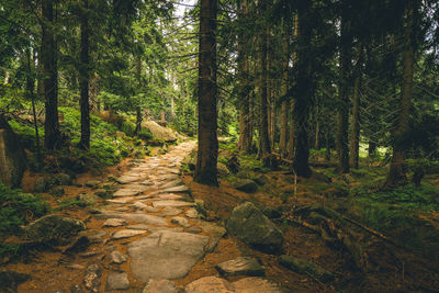 Footpath amidst trees in forest