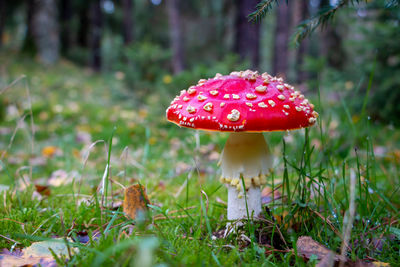 Fly agaric with its red hood and white dots,  national park dwingeloo, the netherlands