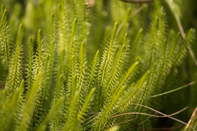 Close-up of fern leaves