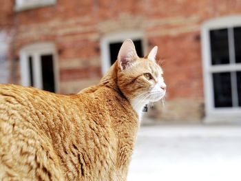 Orange tabby cat enjoys the outdoors