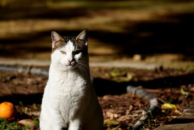 Close-up of cat looking away on field