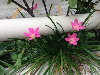 Close-up of pink flower