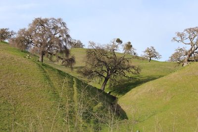 Low angle view of trees on field against sky