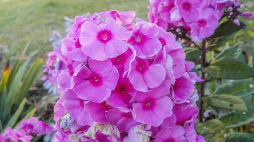 Close-up of pink flowers