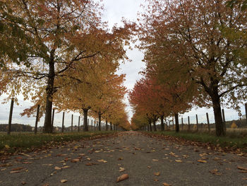 Road passing through forest