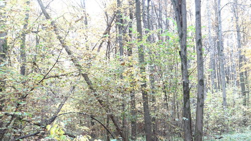Full frame shot of tree trunks in forest
