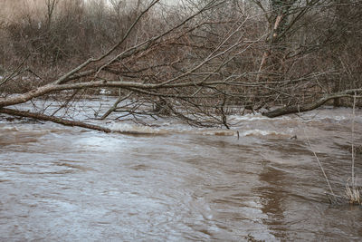 Bare trees on riverbank during winter