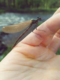 Close-up of insect on hand holding leaf