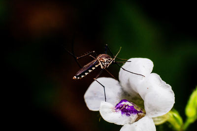 Close-up of butterfly pollinating on white flower