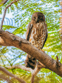 Low angle view of bird perching on tree