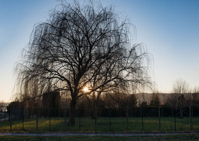 Close-up of tree against sky during sunset