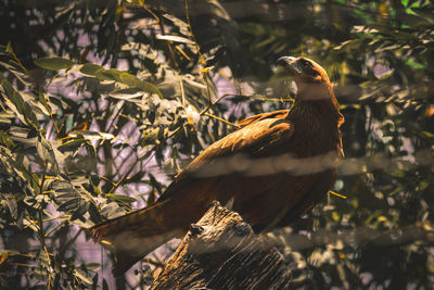 Close-up of bird perching on a tree