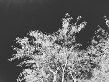 Low angle view of plants against clear sky at night