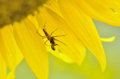 Close-up of insect on yellow flower