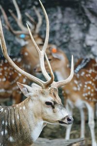 Close-up of deer