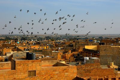 Birds flying over city against clear sky