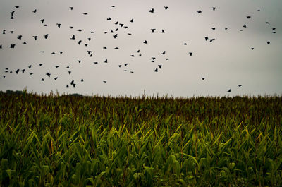 Flock of birds flying over field