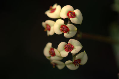 Close-up of berries growing against black background