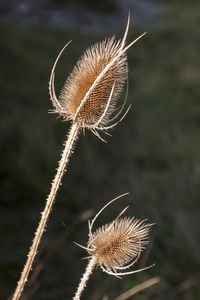 Close-up of dried plant on field