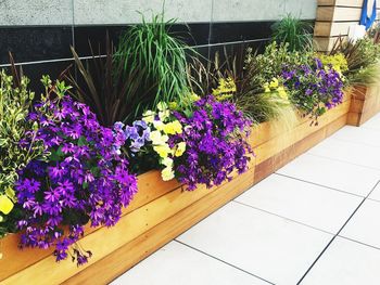 Purple flowers growing on plant