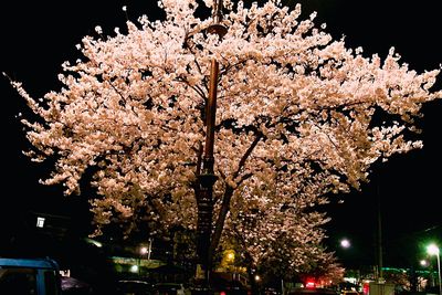 Low angle view of illuminated tree against sky at night