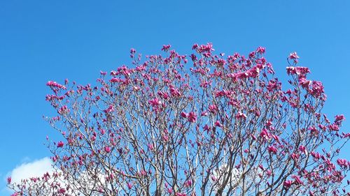 Low angle view of magnolia blossoms against blue sky