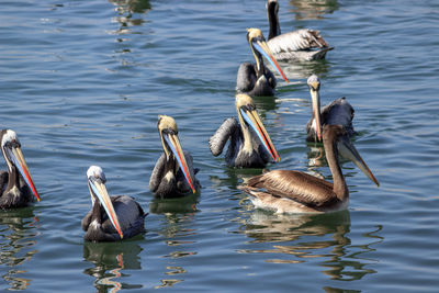 Ducks swimming in lake