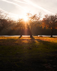 Trees on field against sky during sunset