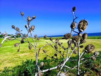 Plants on field against sky