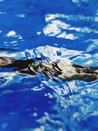 Close-up of swimming underwater