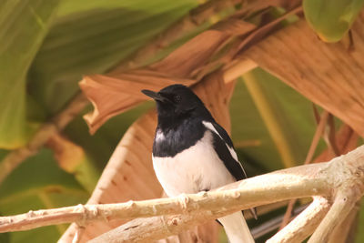 Close-up of bird perching on branch