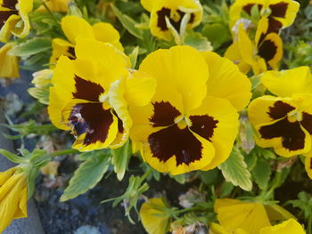 Close-up of yellow flowers blooming outdoors