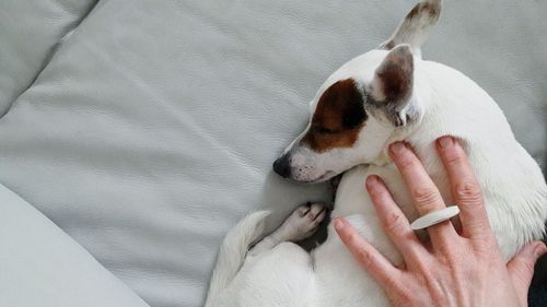 Dog lying on bed