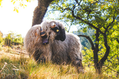 Sheep on field against trees