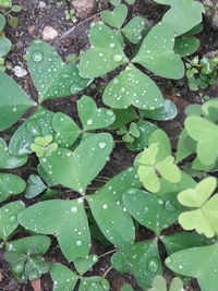 Full frame shot of raindrops on leaves