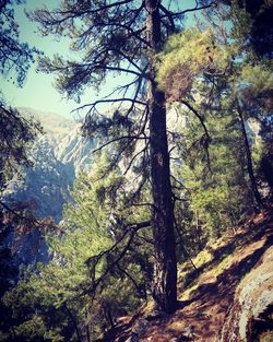 Low angle view of trees in forest