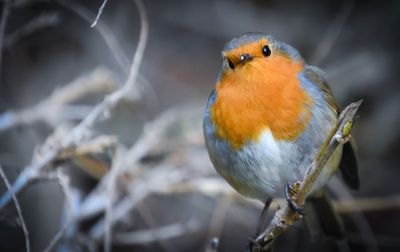 Close-up of bird perching outdoors