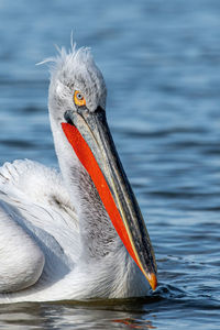 Close-up of a bird