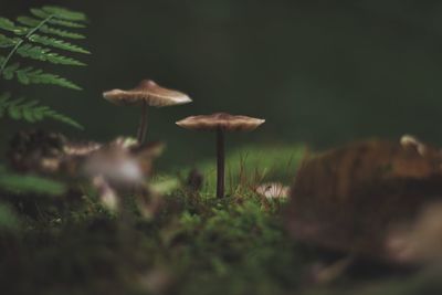 Close-up of mushrooms growing on field