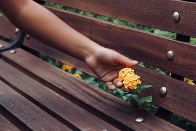 High angle view of hand holding yellow flower on wood bench