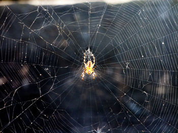 Close-up of spider on web