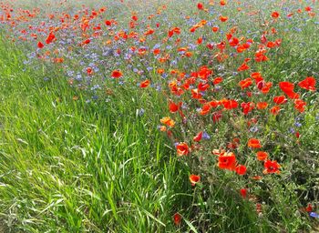 Close-up of orange poppy flowers blooming on field